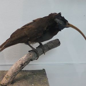 Pale-billed sicklebill