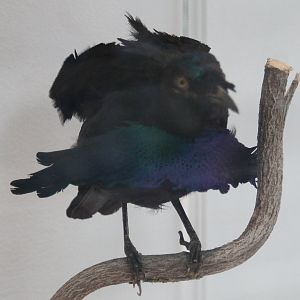 Lesser superb bird of paradise