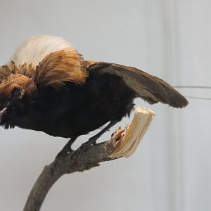 Magnificent bird of paradise