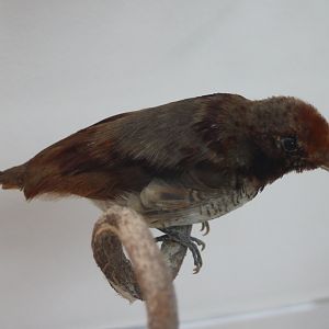 King bird of paradise - female