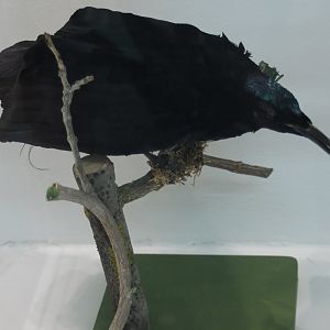 Magnificent rifflebird