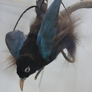 Blue bird of paradise