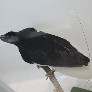 Twelve-wired bird of paradise