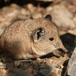 Desert house - Elephant shrew
