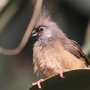Desert house - Mousebird