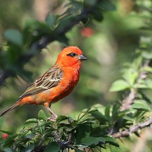 Desert house - Madagascar weaver