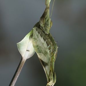 Insect house - Ghost mantis