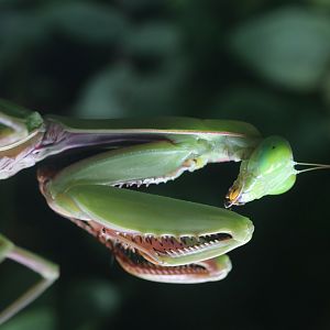 Insect house - Mantis