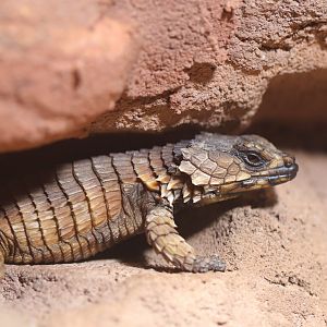Armadillo girdled lizard