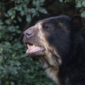 Spectacled bear