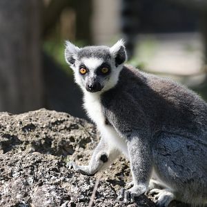 Ring-tailed lemur