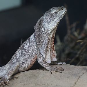 Frilled-necked lizard