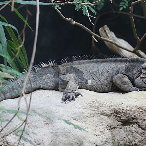 Rhinoceros iguana
