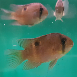 Key-hole cichlids - Cleithtacara maronii