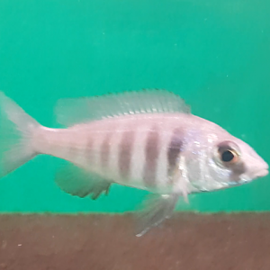 Placidochromis phenochilus - female