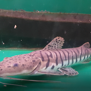 Pseudoplatystoma fasciatum