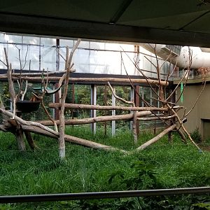 Toronto Zoo - Tree Kangaroo Exhibit
