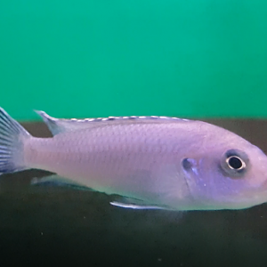 Pseudotropheus socolofi