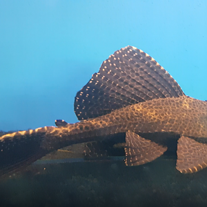 Sailfin pleco