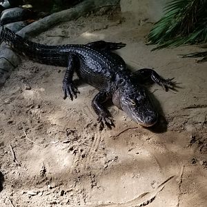 American Alligator