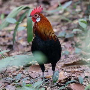 Red Junglefowl