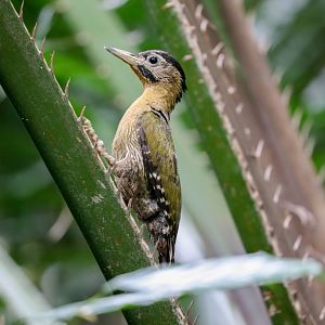 Laced Woodpecker