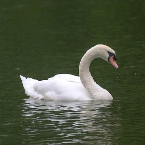 Mute Swan