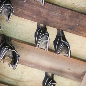 Shortfaced Fruit Bat