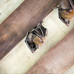Shortfaced Fruit Bat and pup