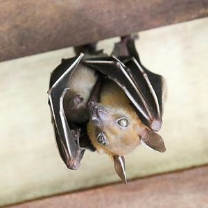 Shortfaced Fruit Bat and pup