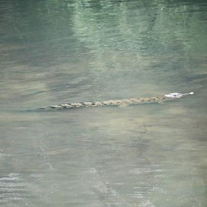 Saltwater Crocodile juvenile