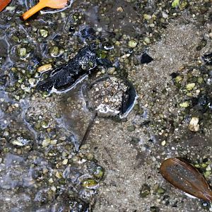 Horseshoe Crab juvenile
