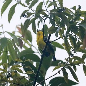 Common iora