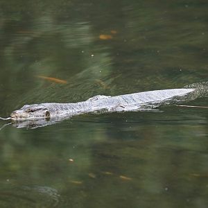 Water Monitor
