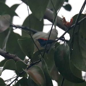 Scarletbacked Flowerpecker