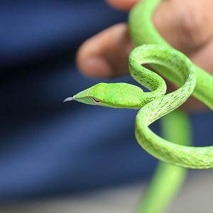 Oriental Whip Snake