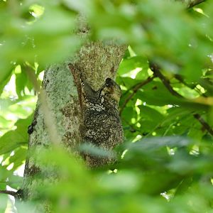 Colugo