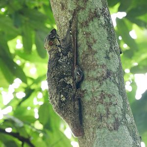 Colugo