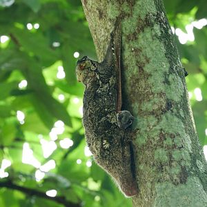 Colugo