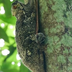 Colugo and young