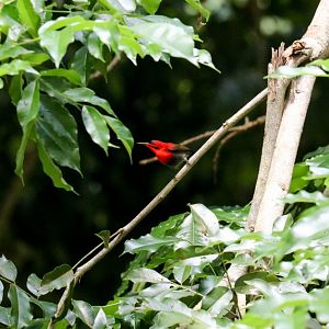 Crimson Sunbird
