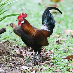 Red Junglefowl