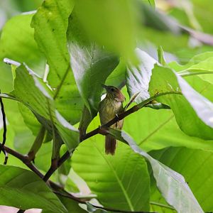 Pinstriped Babbler
