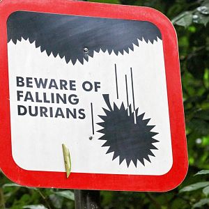 One of the dangers of birdwatching in Singapore forests