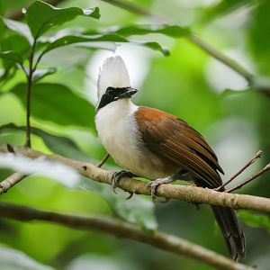 White-crested Laughing Thrush