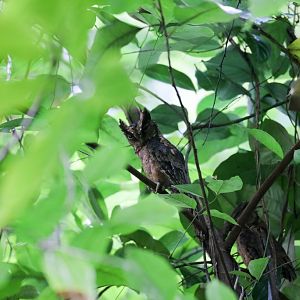 Collared Scops Owl