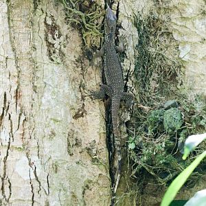 Clouded Monitor juvenile