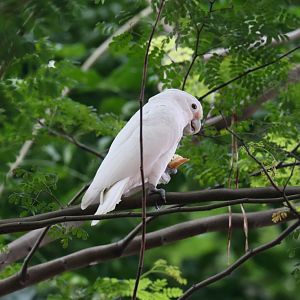 Tanimbar Corella