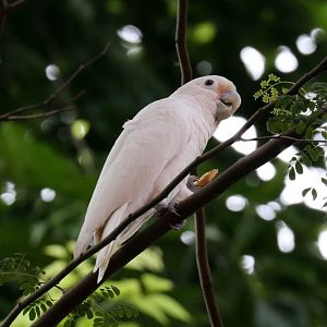 Tanimbar Corella