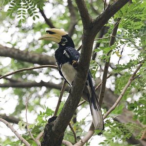 Oriental Pied Hornbill